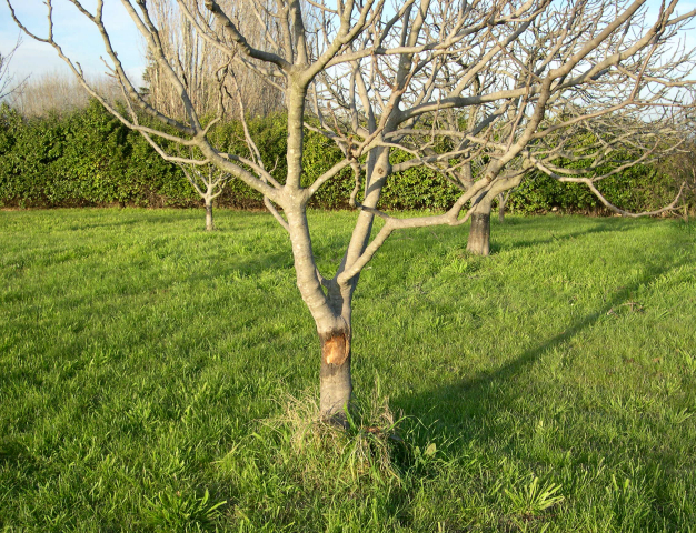 Ficus carica : plaie apr�s nettoyage de la n�crose due � l'application de glu
