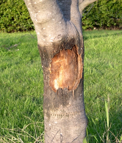 Ficus carica : plaie apr�s nettoyage de la n�crose due � l'application de glu