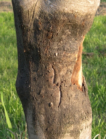 Ficus carica : la n�crose due � la glu s'�tend au-del� de la partie orient�e au sud o� elle est la plus forte