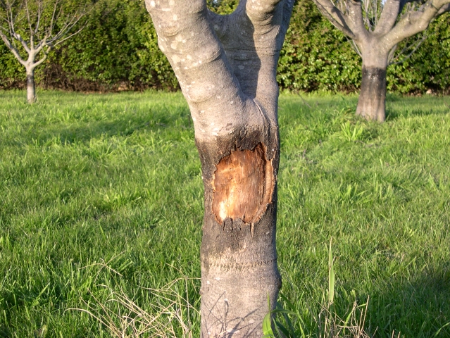 Ficus carica : plaie apr�s nettoyage de la n�crose due � l'application de glu