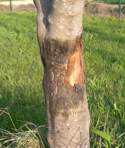 Ficus carica : la n�crose due � la glu s'�tend au-del� de la partie orient�e au sud o� elle est la plus forte