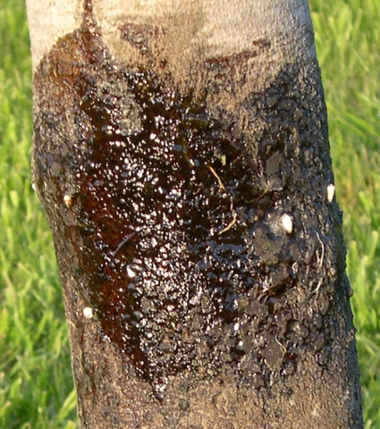 Ficus carica : n�crose sur tronc due � l'application directe de glu arboricole