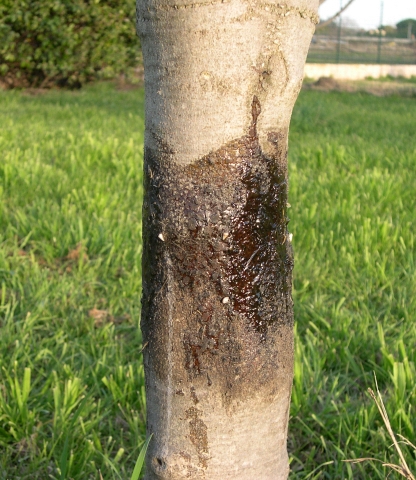 Ficus carica : les d�g�ts de la glu sont plus importants sur la face la plus insol�e (� droite)