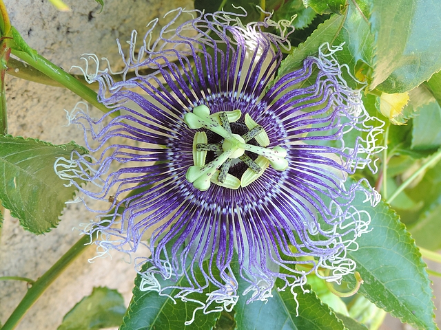 Fleur de Passiflora 'Byron Beauty'