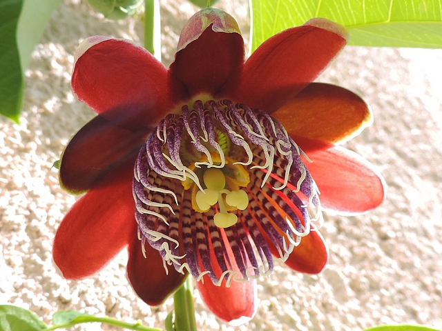 Fleur de Passiflora alata Curtis ou de Passiflora x decaisneana M.J.E. Planchon