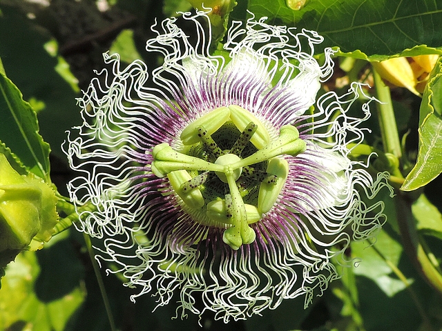 Fleur de Passiflora incarnata L., cultivar 'Frederick'
