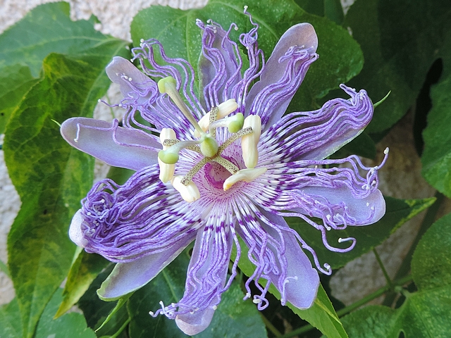 Fleur de Passiflora incarnata L. 