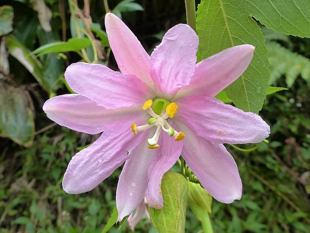 Fleur de Passiflora mollissima (Kunth) Bailey
