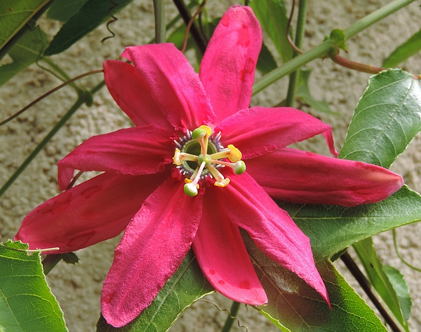 Fleur de Passiflora x exoniensis hort. - esp�ce � confirmer