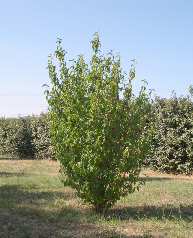 Cornouiller Mâle (Cornus Mas) – Godet 6-10cm, Arbuste Fruitier à Fleurs Jaunes Hivernales Et Fruits Rouges Comestibles