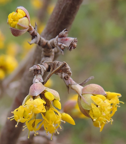 Cornus mas L. : ouverture des bourgeons