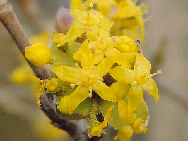 Cornus mas L. : fleurs avec disque orang� (activit� nectarif�re)