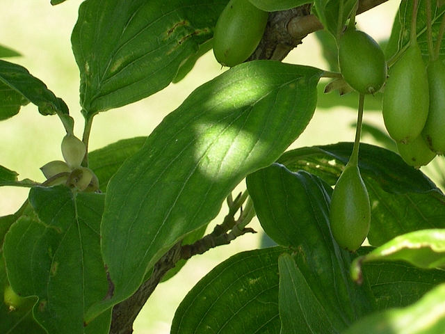 Cornus mas L. : feuille