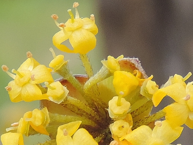 Cornus mas L. : d�tail des fleurs
