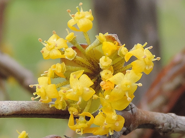 Cornus mas L. : d�tail d'une inflorescence