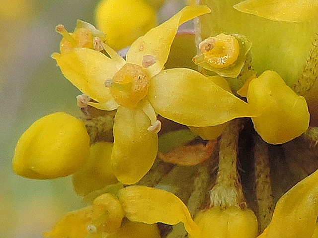 Cornus mas L. : d�tail des fleurs