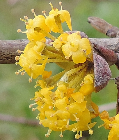 Cornus mas L. :  d�tail d'une inflorescence