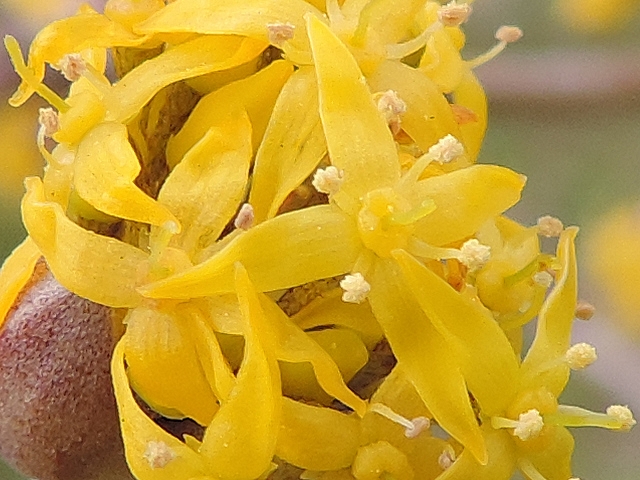 Cornus mas L. : d�tail des fleurs