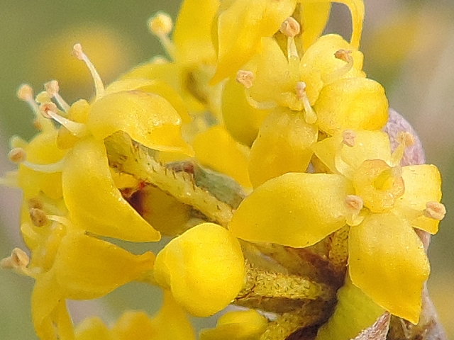 Cornus mas L. : d�tail des fleurs