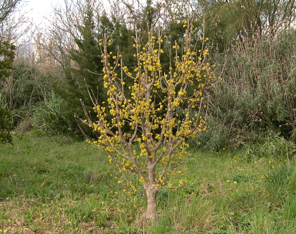 Cornus mas L. : floraison