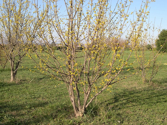 Cornus mas L. : floraison