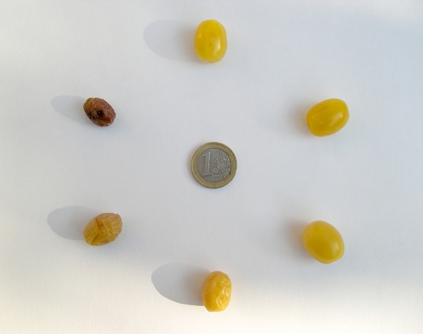 Cornus mas var. fructu flavo : �volution d'un fruit vers la surmaturit�