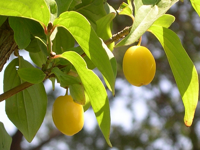 Cornus mas L. : fruits (cornouilles) de la vari�t� fructu flavo
