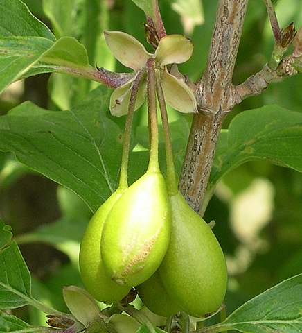 Cornus mas L. : groupe de cornouilles immatures