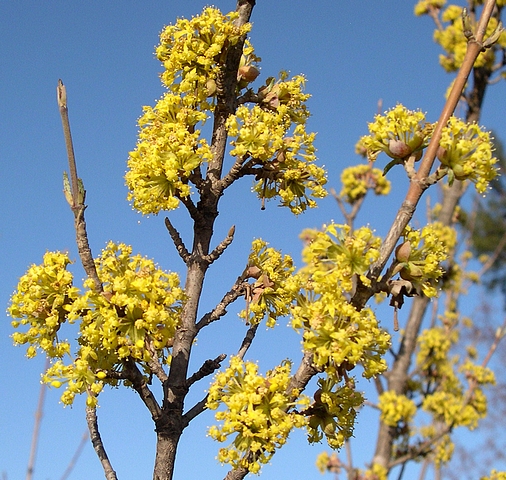 Cornus mas L. : inflorescences