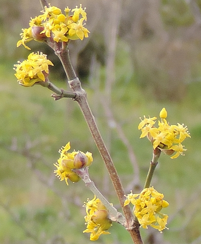 Cornus mas L. : fleurs group�es en inflorescences