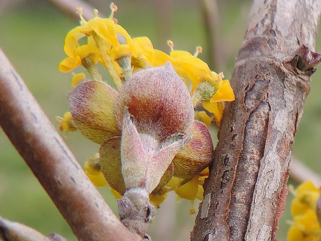 Cornus mas L. : quatre bract�es � la base de chaque inflorescence