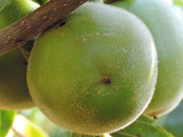 Plaqueminier (Diospyros) à fruits verts : la densité de villosité du fruit n'est pas uniforme