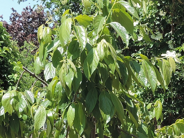 Plaqueminier (Diospyros) à fruits verts : feuillage en début de saison