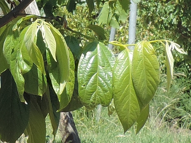 Diospyros Roxburghii Carr. : feuilles en début de saison