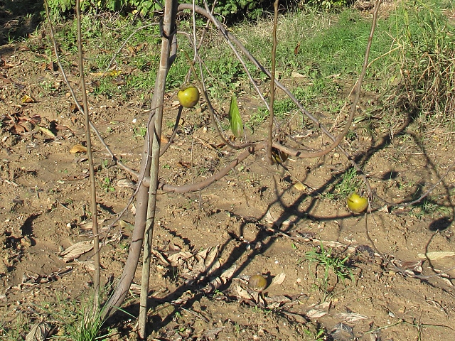 Plaqueminier (Diospyros) à fruits verts : fructification tardive 