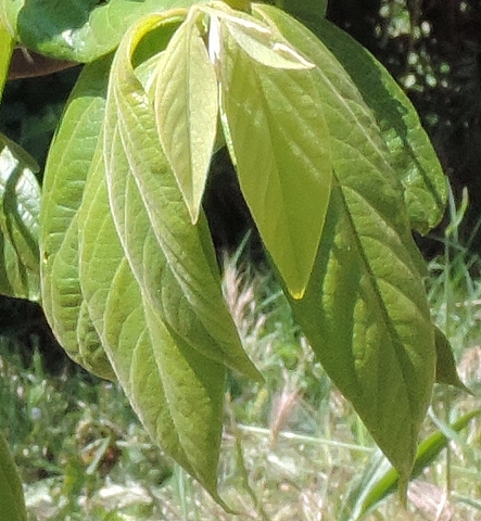 Plaqueminier (Diospyros) à fruits verts : jeunes feuilles