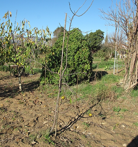 Diospyros Roxburghii (Plaqueminier à fruits verts) : arbre de 6 ans, silhouette d'hiver