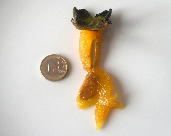 Diospyros Roxburghii (Plaqueminier à fruits verts) : pépin et sa loge carpellaire