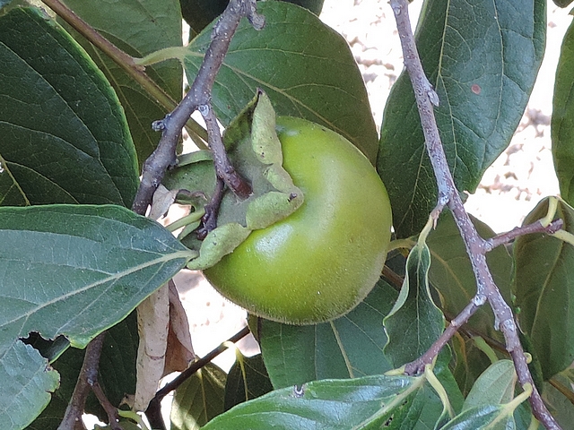 Plaqueminier (Diospyros) à fruits verts : fruit en cours de développement (observer le calice)