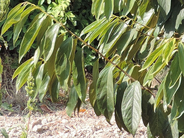 Plaqueminier (Diospyros) à fruits verts : rameau en cours d'été