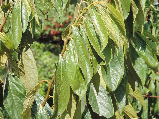 Plaqueminier (Diospyros) à fruits verts : jeune rameau en cours d'été