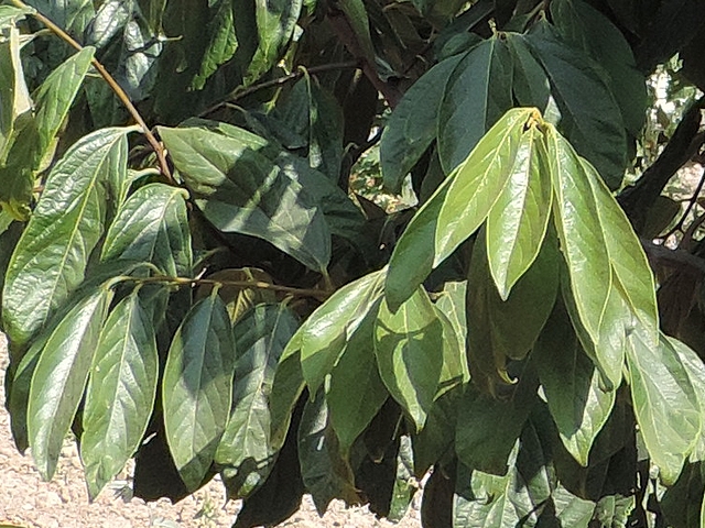 Plaqueminier (Diospyros) à fruits verts : feuilles en cours d'été