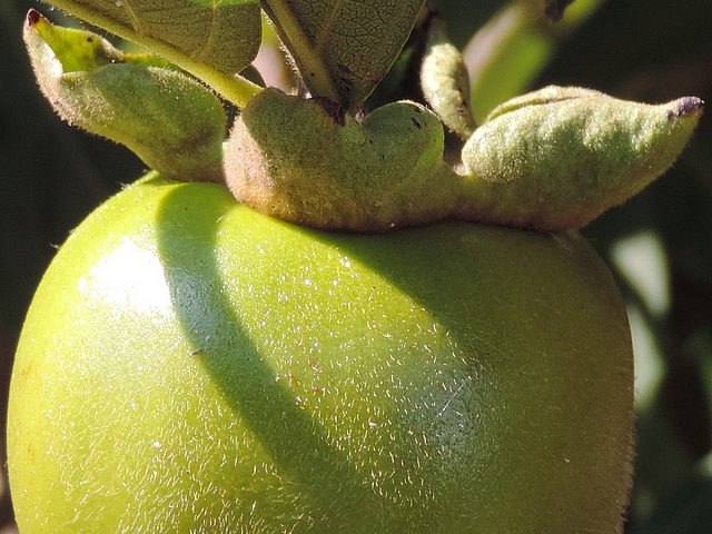 Plaqueminier (Diospyros) à fruits verts : détail du calice sur le fruit en cours de développement