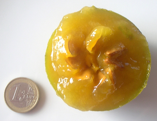 Diospyros Roxburghii (Plaqueminier à fruits verts) : fruit mûr en coupe transversale