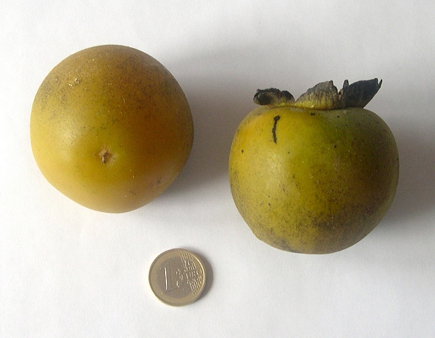 Diospyros Roxburghii (Plaqueminier à fruits verts) : fruits (fruit à gauche vu de dessous).