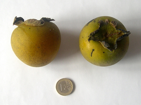 Diospyros Roxburghii (Plaqueminier à fruits verts) : fruits (fruit à droite vu de dessus).