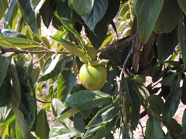 Plaqueminier (Diospyros) à fruits verts : fruit  en cours de développement