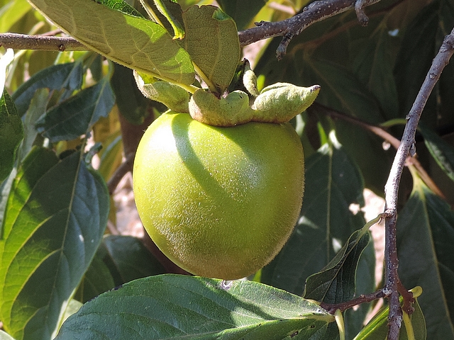 Plaqueminier (Diospyros) à fruits verts : fruit  en cours de développement