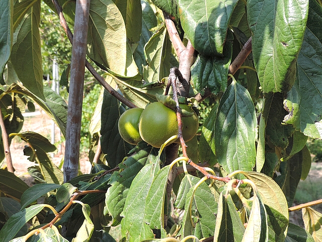 Plaqueminier (Diospyros) à fruits verts : fruits en cours de développement