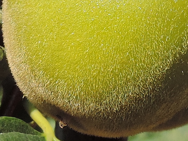 Plaqueminier (Diospyros) à fruits verts : le fruit est duveteux